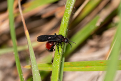 Dasymutilla nigripes