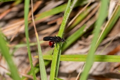 Dasymutilla nigripes