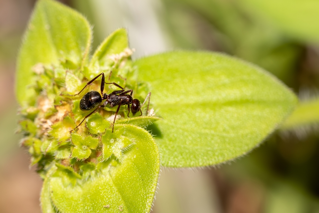 Pale Field Ant