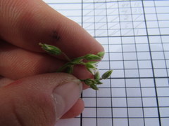 Cerastium brachypetalum