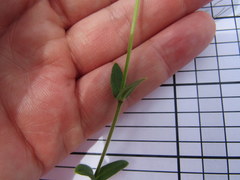 Cerastium brachypetalum