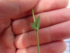 Cerastium brachypetalum