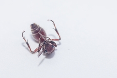 Dasymutilla nigripes