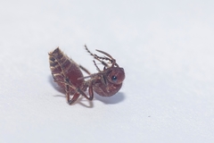 Dasymutilla nigripes