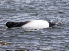 Cephalorhynchus commersonii