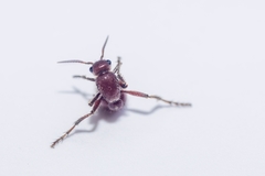 Dasymutilla nigripes