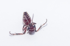 Dasymutilla nigripes