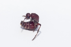 Dasymutilla nigripes