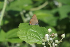Satyrium w-album