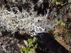 Hypotrachyna lopezii