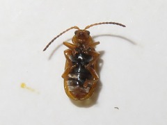 Galerucella pusilla
