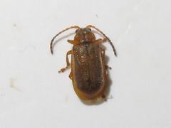 Galerucella pusilla