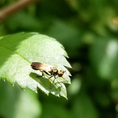 Eudioctria sackeni