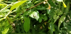 Eudioctria sackeni