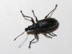 Phyllobius pomaceus