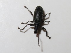 Phyllobius pomaceus