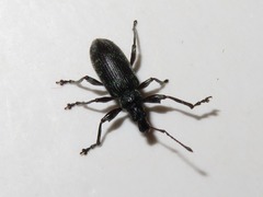 Phyllobius pomaceus