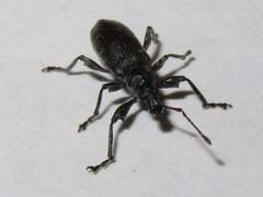 Phyllobius pomaceus