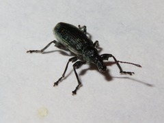 Phyllobius pomaceus