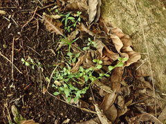 Wahlenbergia violacea