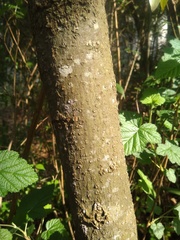 Litsea glaucescens