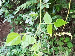 Rhynchosia longeracemosa