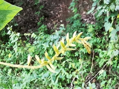 Rhynchosia longeracemosa