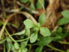Wahlenbergia violacea