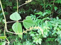 Rhynchosia longeracemosa