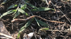 Gerrhonotus liocephalus