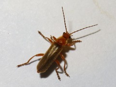 Cantharis pallida