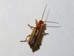 Cantharis pallida