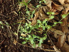 Wahlenbergia violacea