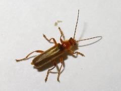 Cantharis pallida
