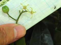 Acronychia pedunculata