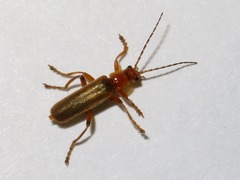 Cantharis pallida
