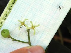 Acronychia pedunculata