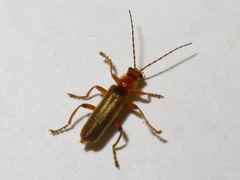 Cantharis pallida