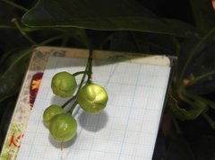 Acronychia pedunculata