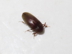 Trixagus dermestoides