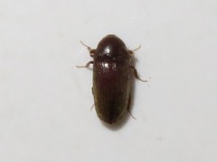 Trixagus dermestoides