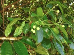 Acronychia pedunculata
