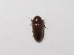 Trixagus dermestoides