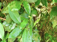 Acronychia pedunculata