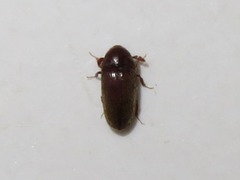 Trixagus dermestoides
