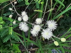 Mimosa malacophylla