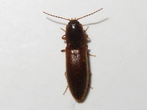 Athous subfuscus, photo 7 of 7