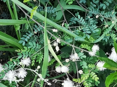 Mimosa malacophylla