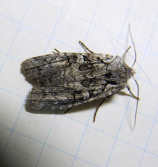 Lithophane tepida