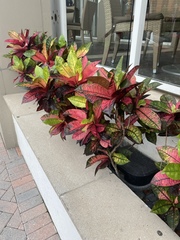 Codiaeum variegatum
